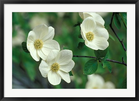 Framed Pacific Dogwood Along Merced River, Yosemite National Park, California Print