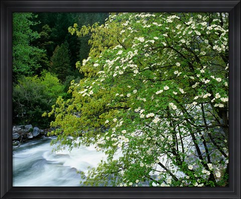 Framed Flowering dogwood tree along the Merced River, Yosemite National Park, California Print