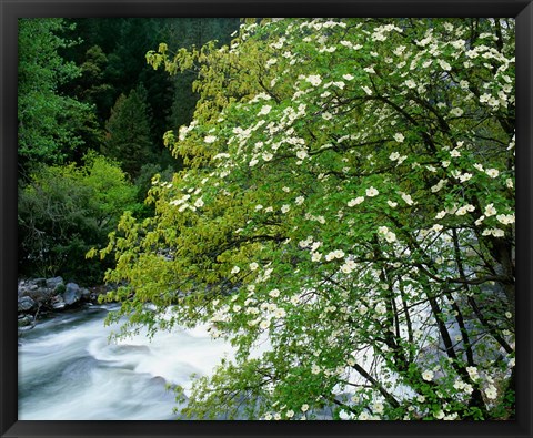 Framed Flowering dogwood tree along the Merced River, Yosemite National Park, California Print