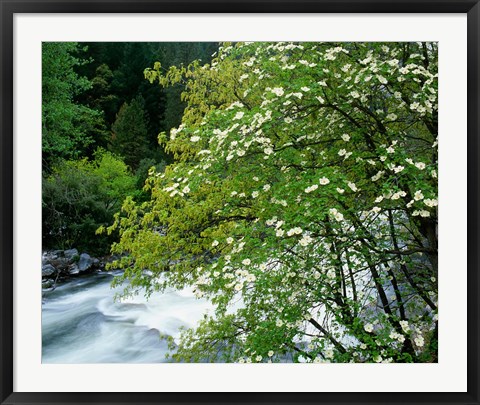 Framed Flowering dogwood tree along the Merced River, Yosemite National Park, California Print