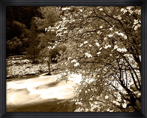 Framed Pacific Dogwood tree over the Merced River, Yosemite National Park, California Print