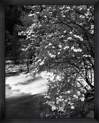 Framed Pacific Dogwood tree, Merced River, Yosemite National Park, California Print