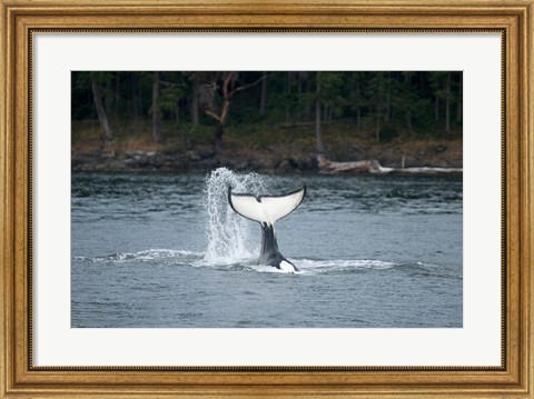 Framed Canada, Vancouver Island, Sydney Killer whale slaps its tail Print
