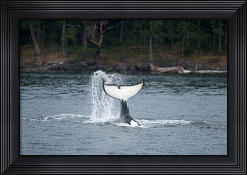 Framed Canada, Vancouver Island, Sydney Killer whale slaps its tail Print