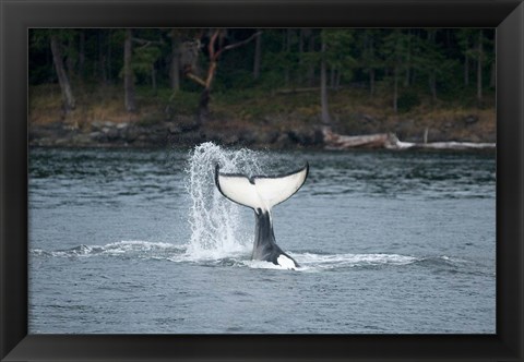 Framed Canada, Vancouver Island, Sydney Killer whale slaps its tail Print