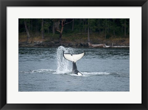 Framed Canada, Vancouver Island, Sydney Killer whale slaps its tail Print