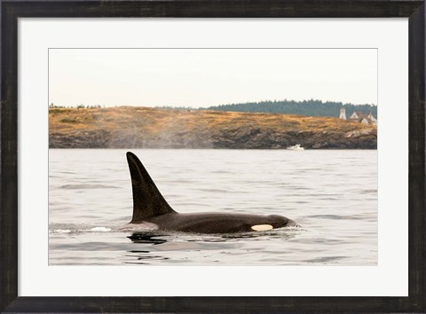 Framed Canada, BC, Sydney Killer whale swimming in the strait of Georgia Print