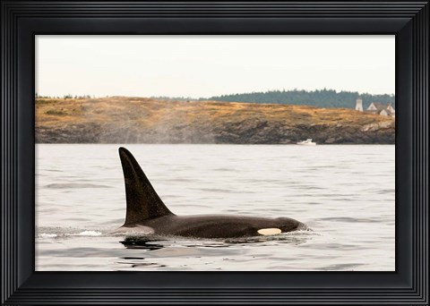 Framed Canada, BC, Sydney Killer whale swimming in the strait of Georgia Print