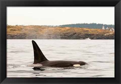 Framed Canada, BC, Sydney Killer whale swimming in the strait of Georgia Print