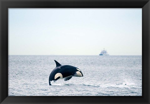 Framed Canada, BC, Sydney, Strait of Georgia Killer whale breaching Print