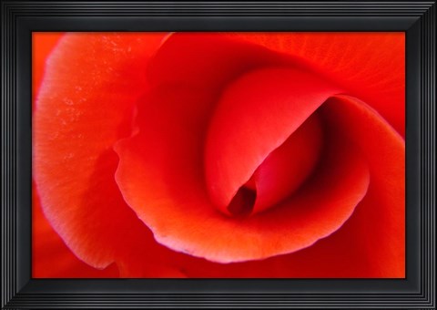 Framed Red Begonia flower, Victoria, British Columbia Print