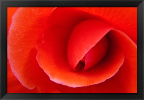 Framed Red Begonia flower, Victoria, British Columbia Print