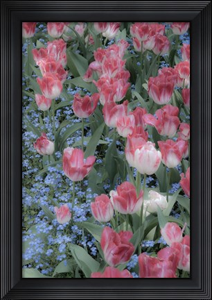 Framed Spring Tulips of Red and White Color, Victoria, British Columbia, Canada Print