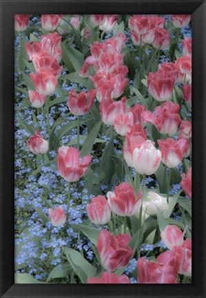 Framed Spring Tulips of Red and White Color, Victoria, British Columbia, Canada Print