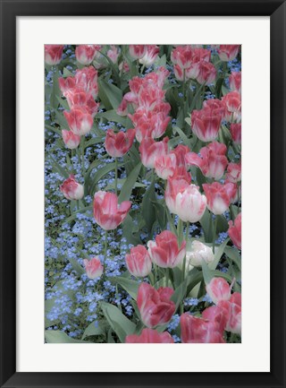 Framed Spring Tulips of Red and White Color, Victoria, British Columbia, Canada Print