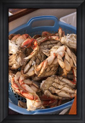 Framed Dungeness Cooked Crab, Queen Charlotte Islands, Canada Print