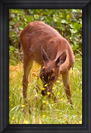 Framed Sitka Black Tail Deer, Fawn Eating Grass, Queen Charlotte Islands, Canada Print