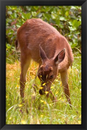 Framed Sitka Black Tail Deer, Fawn Eating Grass, Queen Charlotte Islands, Canada Print