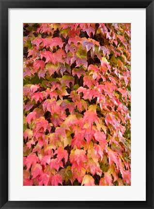 Framed British Columbia Victoria, Fairmont Empress Hotel Print