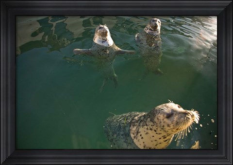 Framed British Columbia, Victoria, Harbor Seals, Oak Bay Print