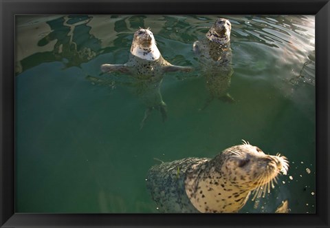Framed British Columbia, Victoria, Harbor Seals, Oak Bay Print