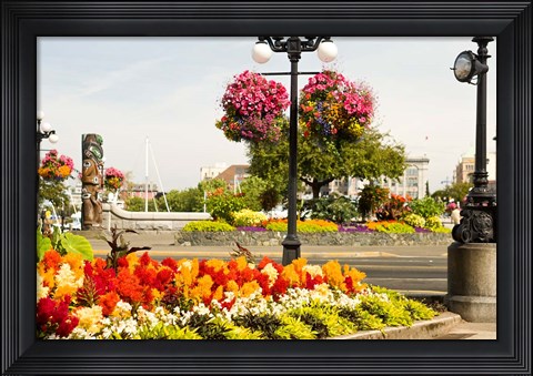 Framed Hanging Flower Baskets, Victoria, BC Print