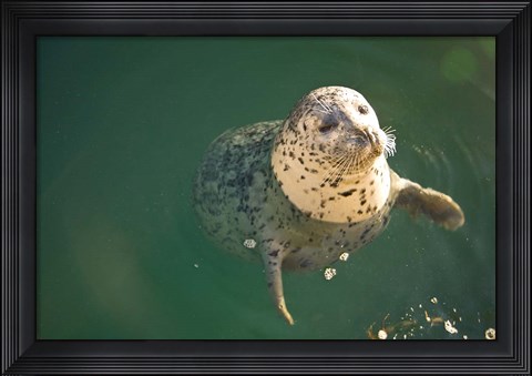 Framed Harbor Seals, Oak Bay, Victoria, British Columbia Print
