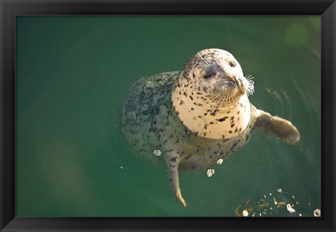 Framed Harbor Seals, Oak Bay, Victoria, British Columbia Print