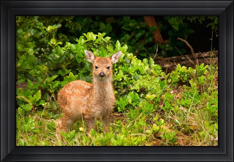 Framed Fawn, Sitka Black Tailed Deer, Queen Charlotte Islands, Canada Print