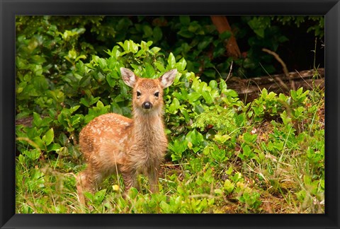 Framed Fawn, Sitka Black Tailed Deer, Queen Charlotte Islands, Canada Print