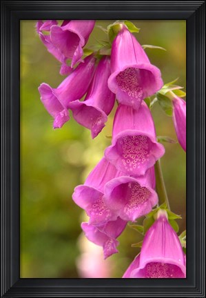 Framed Fox Glove Blooms, Queen Charlotte Islands, Canada Print