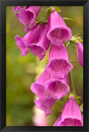 Framed Fox Glove Blooms, Queen Charlotte Islands, Canada Print