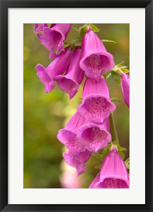 Framed Fox Glove Blooms, Queen Charlotte Islands, Canada Print