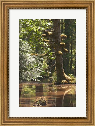 Framed Rainforest and Swamp, Queen Charlotte Islands, Canada Print