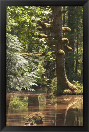 Framed Rainforest and Swamp, Queen Charlotte Islands, Canada Print