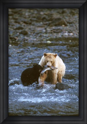 Framed Sow with Cub Eating Fish, Rainforest of British Columbia Print