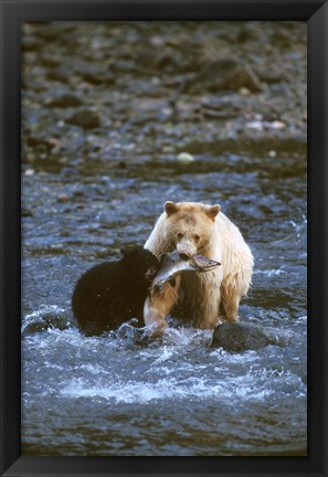 Framed Sow with Cub Eating Fish, Rainforest of British Columbia Print