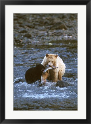 Framed Sow with Cub Eating Fish, Rainforest of British Columbia Print