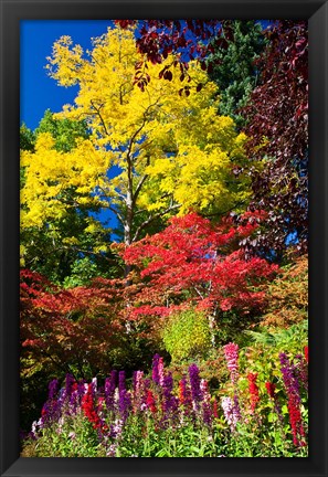 Framed Autumn Color, Butchard Gardens, Victoria, British Columbia, Canada Print