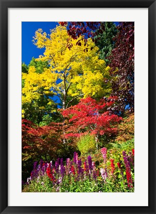 Framed Autumn Color, Butchard Gardens, Victoria, British Columbia, Canada Print