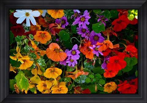 Framed British Columbia, Victoria, Flowerbox on House boats Print