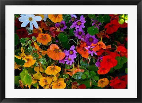 Framed British Columbia, Victoria, Flowerbox on House boats Print