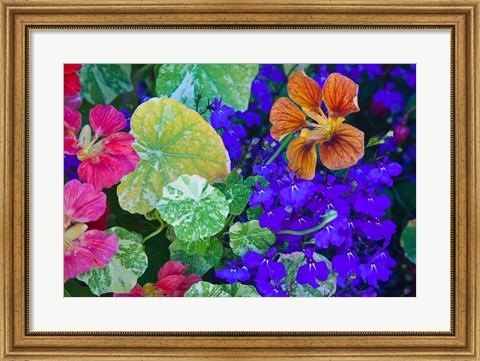 Framed British Columbia, Victoria, Flowerboxes Print