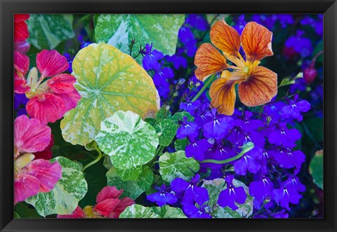 Framed British Columbia, Victoria, Flowerboxes Print