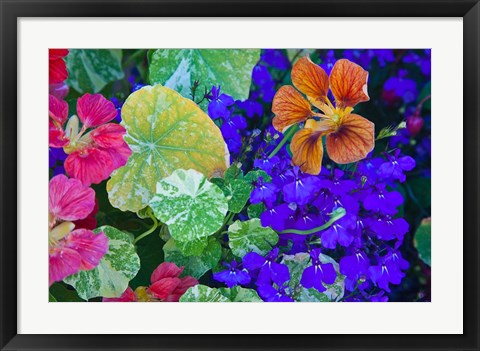 Framed British Columbia, Victoria, Flowerboxes Print