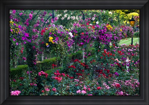 Framed Rose Garden at Butchard Gardens In Full Bloom, Victoria, British Columbia, Canada Print