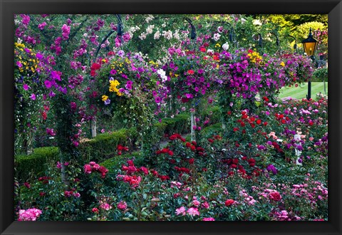 Framed Rose Garden at Butchard Gardens In Full Bloom, Victoria, British Columbia, Canada Print