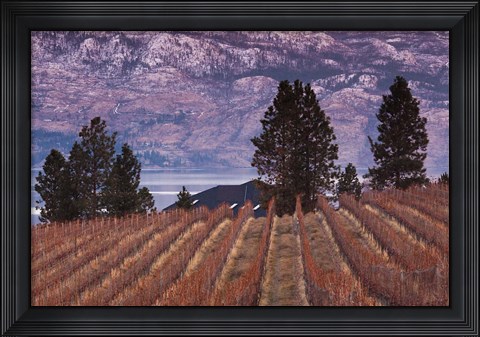 Framed Vineyard and lake, West Kelowna, Okanagan Valley, British Columbia, Canada Print