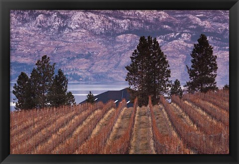 Framed Vineyard and lake, West Kelowna, Okanagan Valley, British Columbia, Canada Print