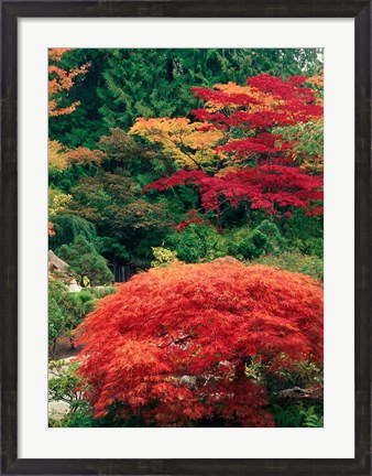 Framed View of Butchart Garden, Victoria, British Columbia, Canada Print